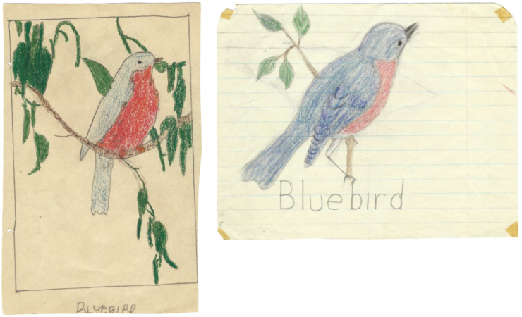 Image of bluebird drawings