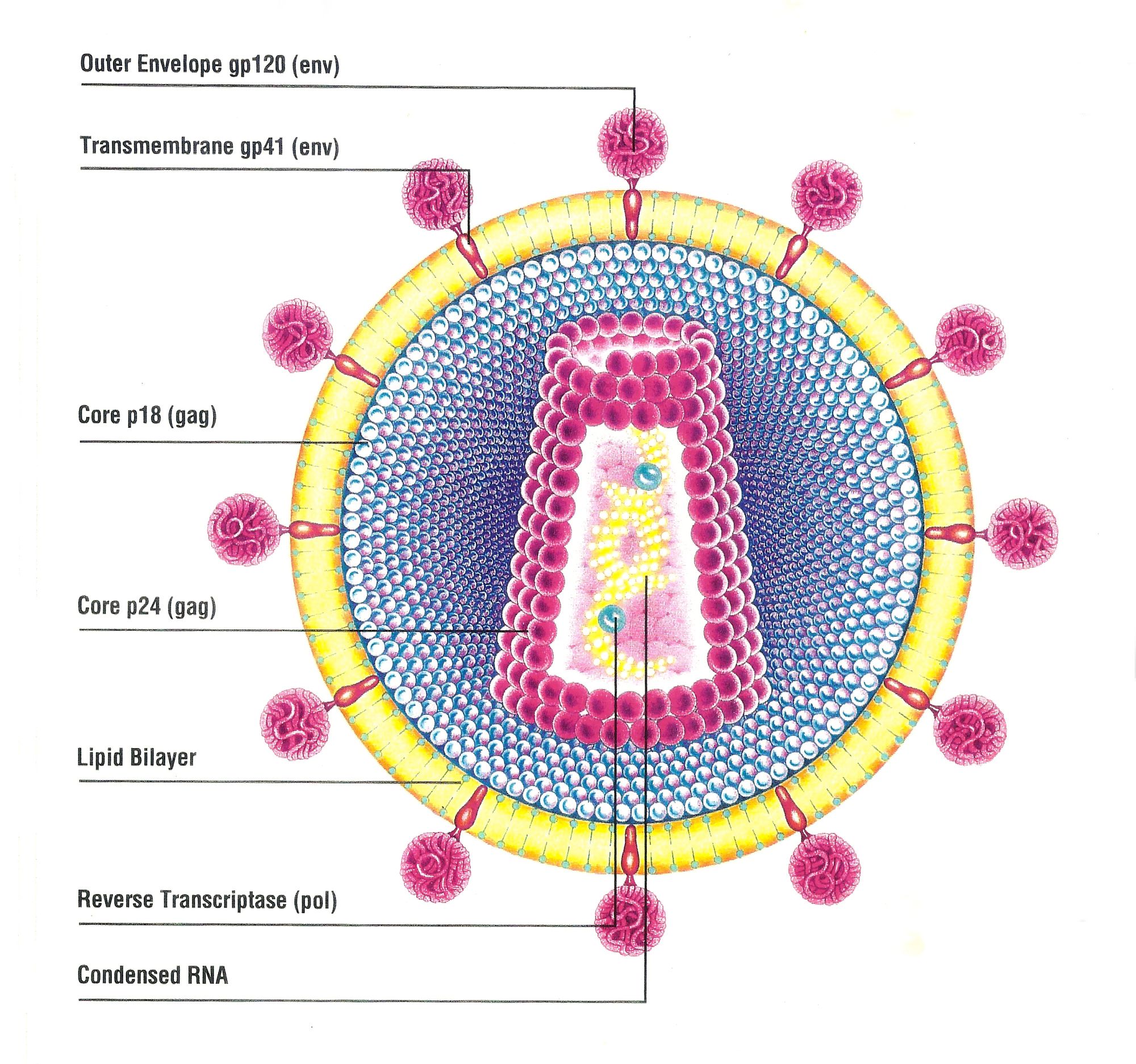 Image of HIV virus illustration for Quinton Instruments (Sandra Dean)