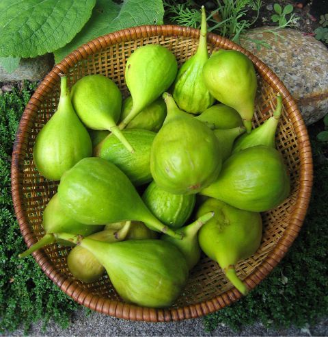 Photo of basket of figs by Sandra Dean
