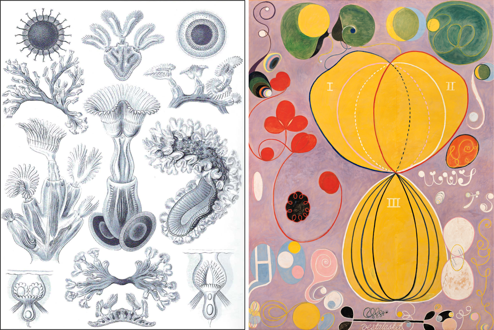 On left, Ernst Haeckel lithographic plate of moss animals; on right, biomorphic forms and shapes in different colors on mauve background, by Hilma af Klint
