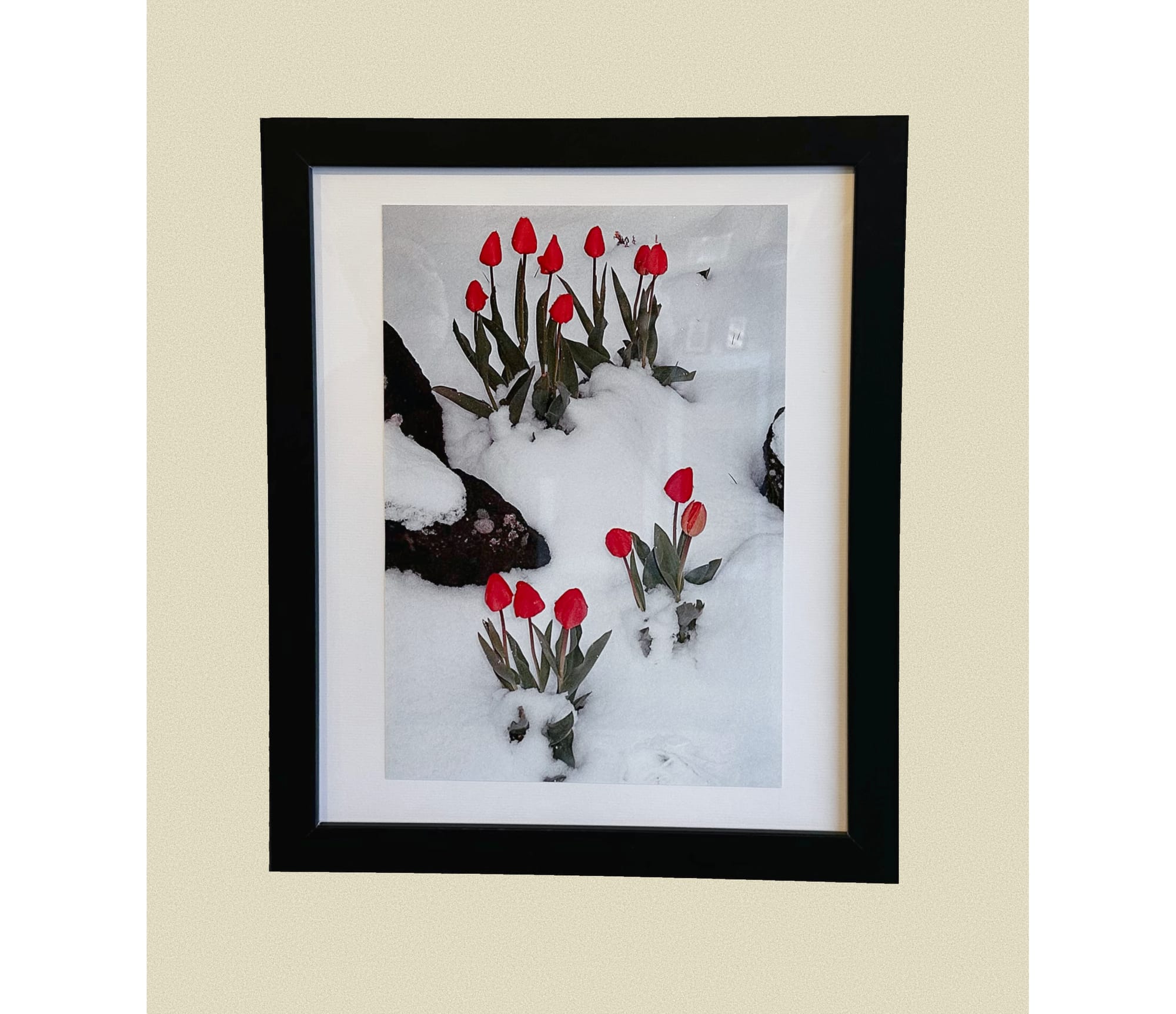 A photo of red tulips in the snow