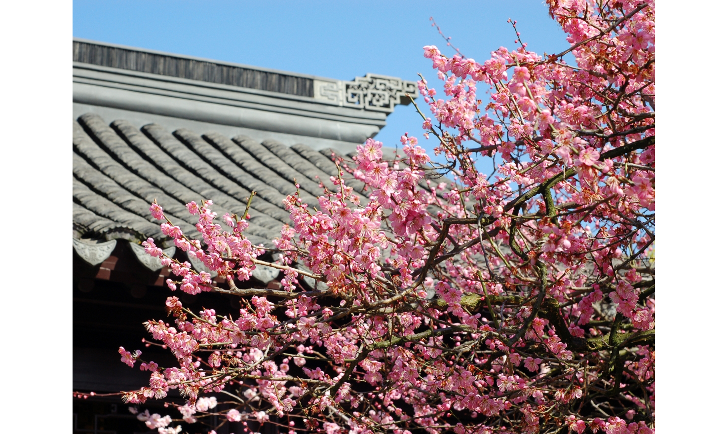 Photo of pink plum blossoms on branches of a tree in front of a sloping Chinese-style roof
