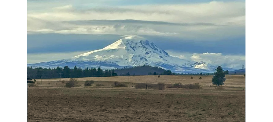 Photo of snow-covered mountain in background with brown meadow and evergreens in foreground