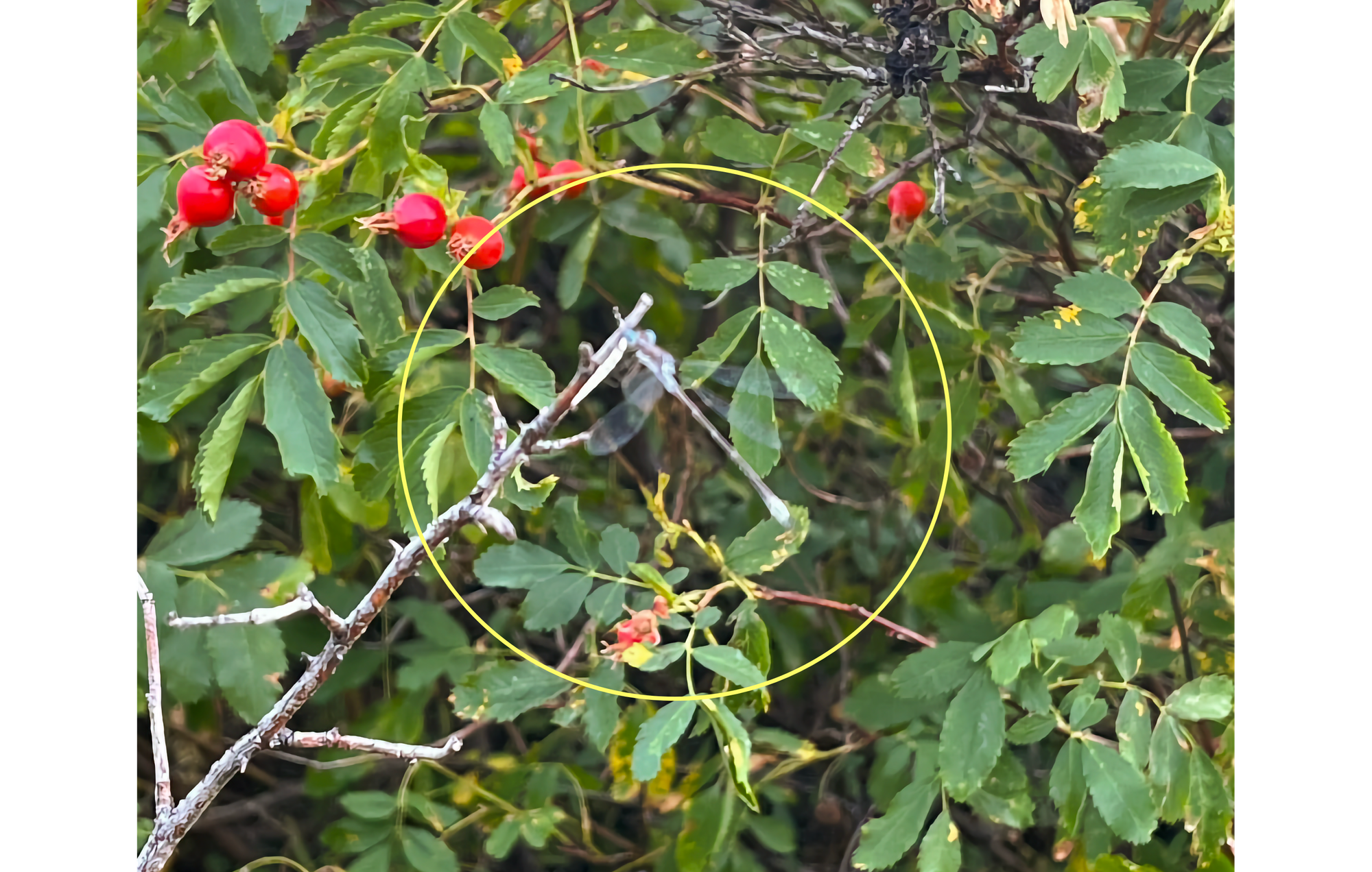 Photo of a small insect with transparent wings perpendicular to twig, in a green shrub with red berries.