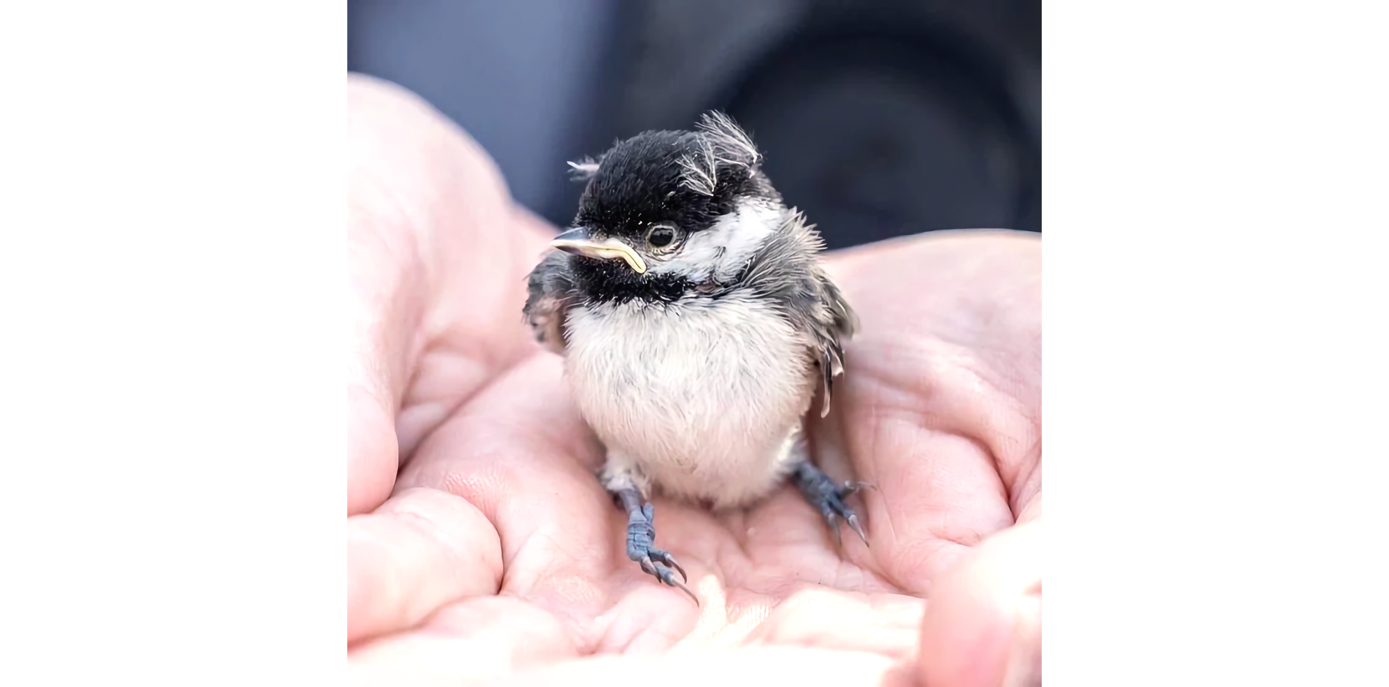 Photo of furry baby chickadeed in cupped hands