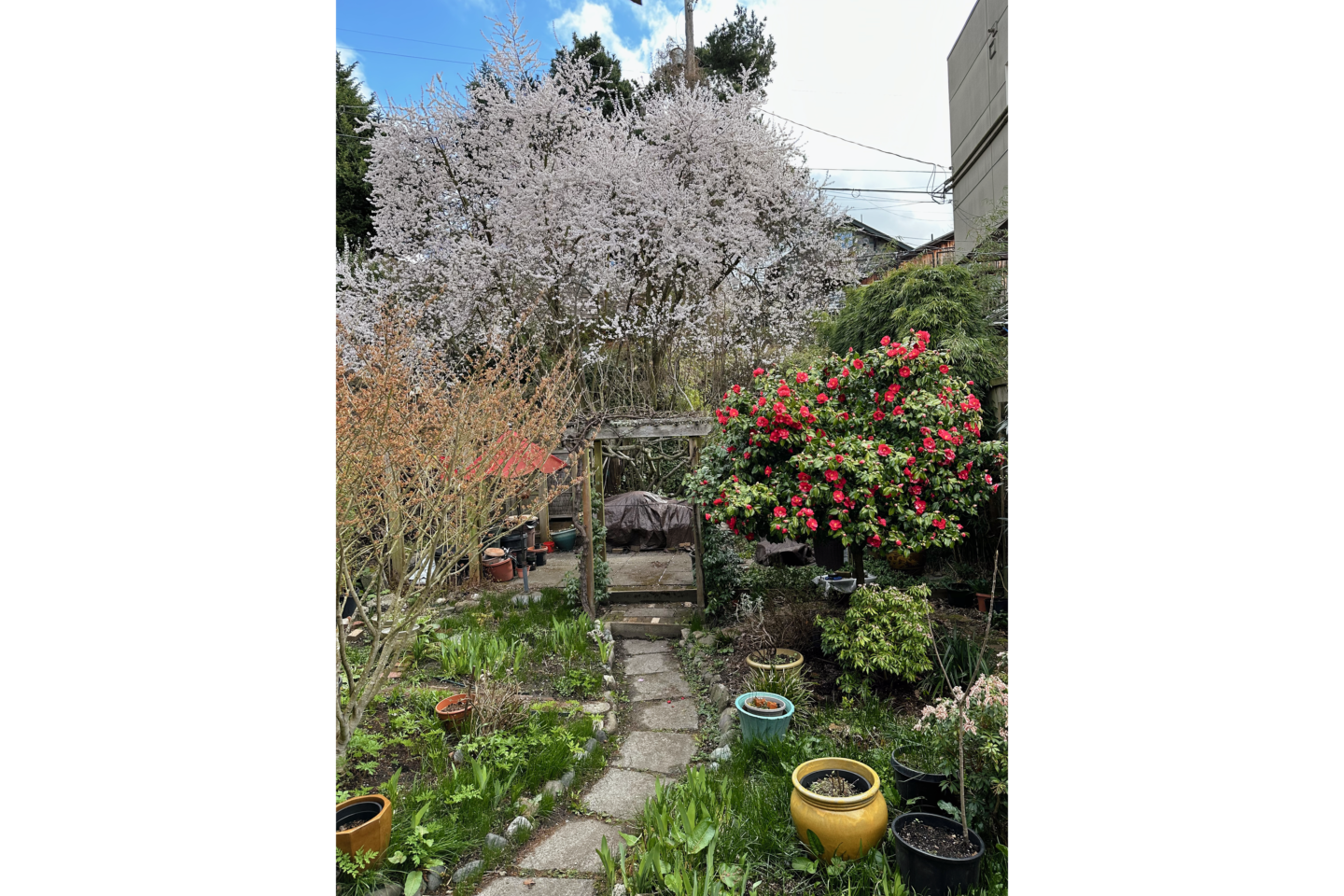 Photo of garden with winding stone path, colored urns, ground plantings, and yellow, lavender, and red blooming trees