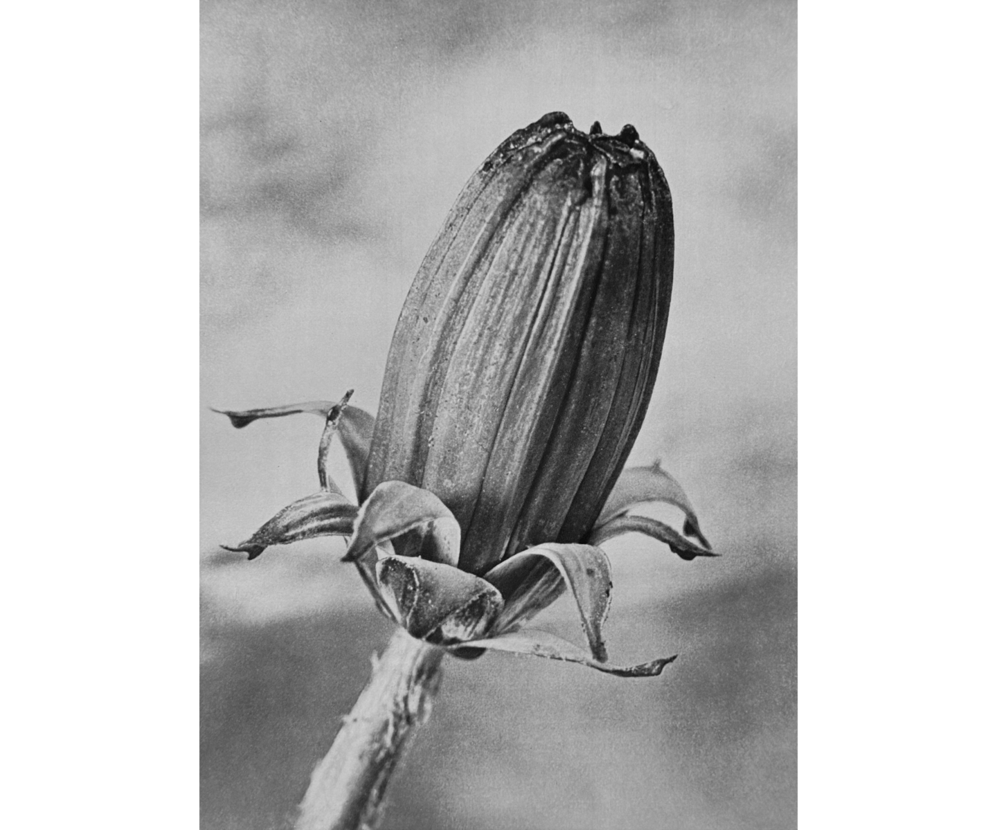 Photo of closed dandelion flower head