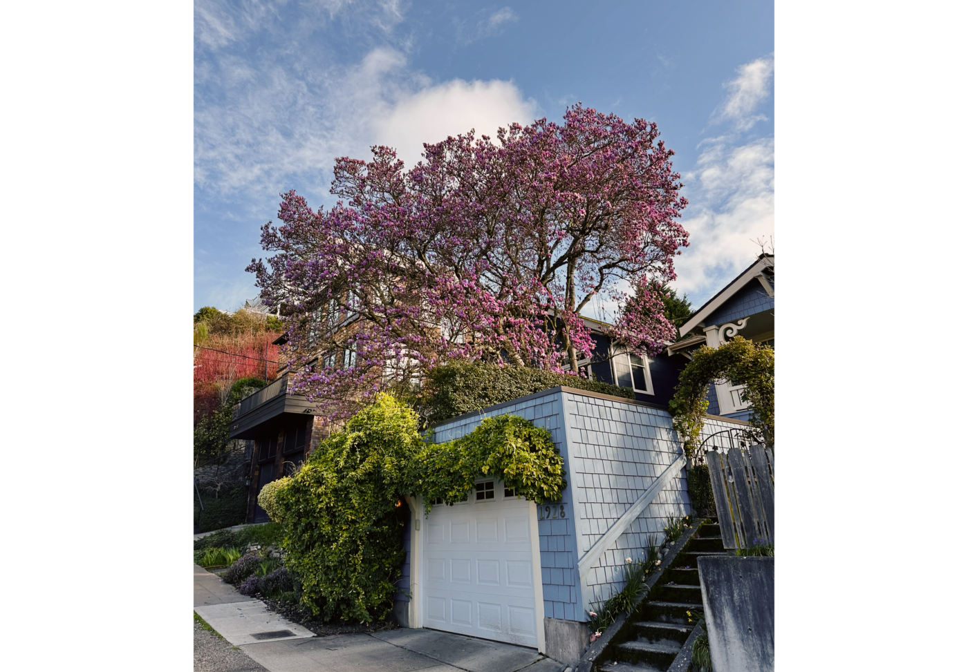 Photo of a magnolia tree with deep pink blossom above a small garage