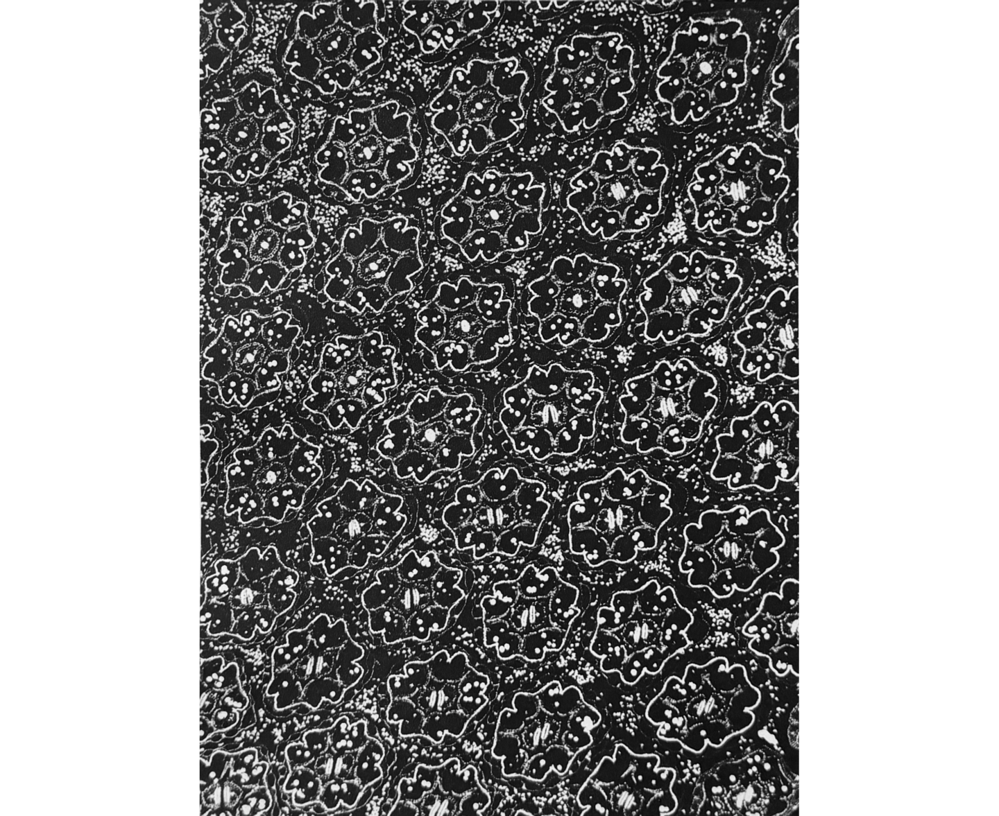 Photo of cross-section of dandelion head