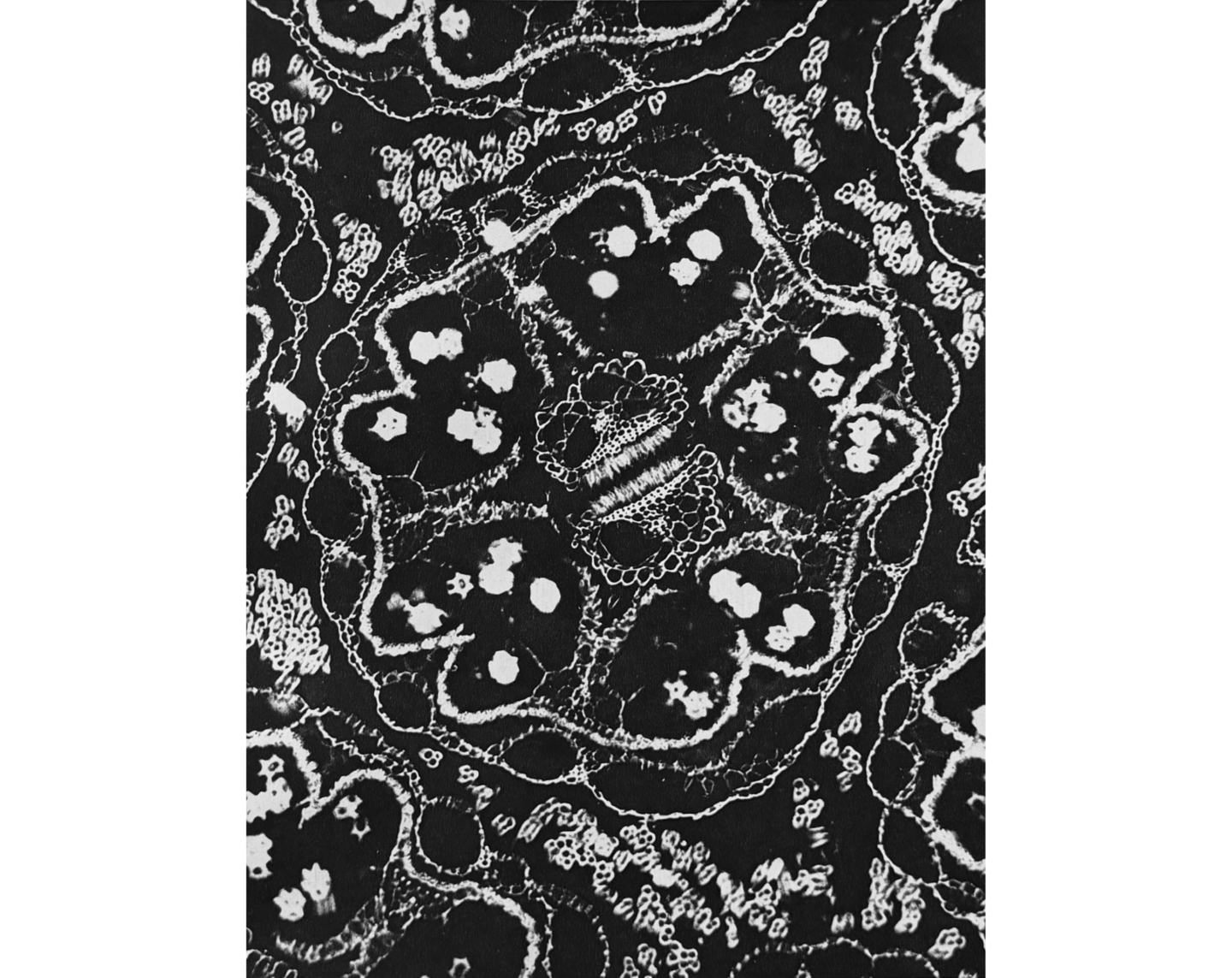 Photo  of close-up of cross-section of dandelion floret, resembling jewelry.