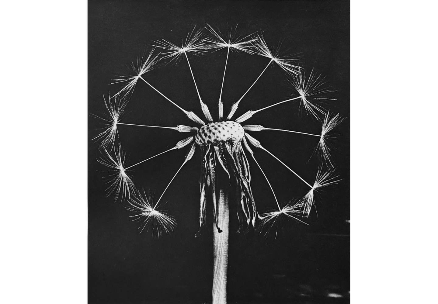 Photo of dandelion filaments in circular pattern around stalk