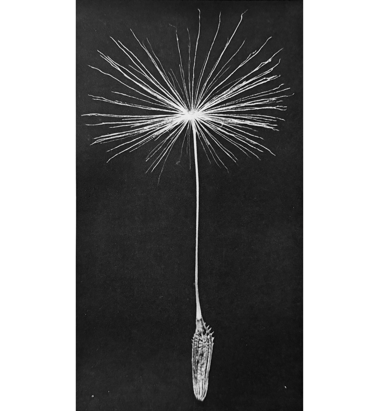 Close-up of one dandelion filament, resembling a parachute with a "body" at the bottom of the cord