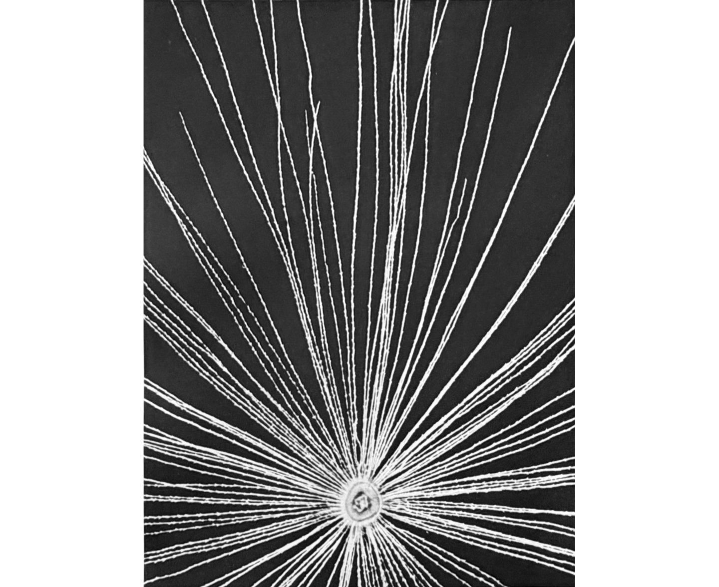 Close-up of multiple dandelion filaments, resembling a starburst