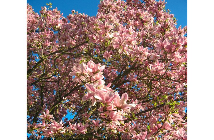 Photo of Magnolia soulangeana in front of Sandra Dean's Seattle home, by David Bilides