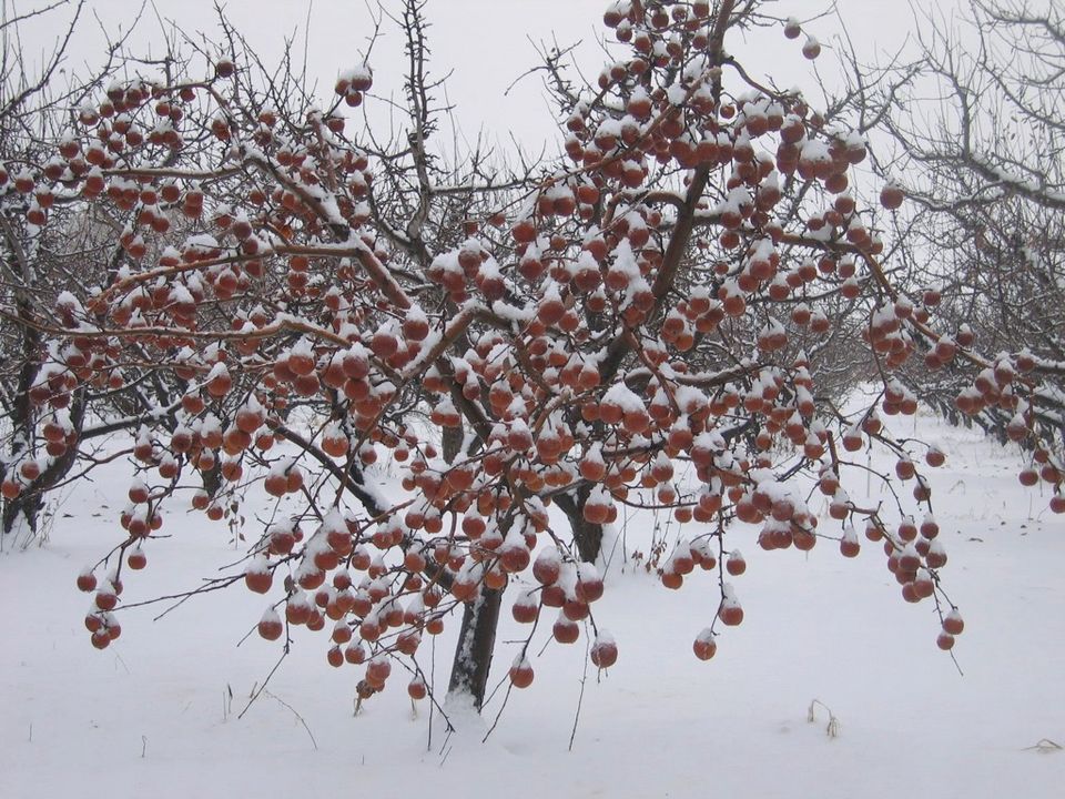 Photo of Tieton Apple Tree in Winter (Sandra Dean photo)