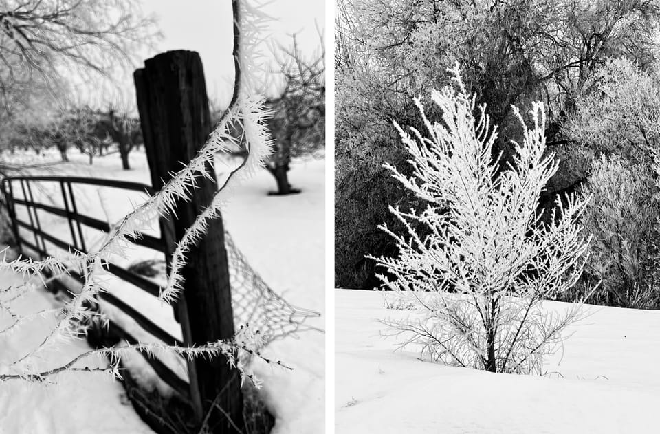 Two black and white photos, on left, a fence post, branch and orchard in winter; on right, an ice-covered small tree